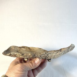 BANDEJA KUSAMONO CRUDA BONSAI
