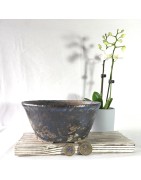 GaloArtworks | Handcrafted Art and Bonsai for Your Home